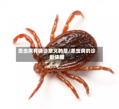 恙虫病有确诊意义的是/恙虫病的诊断依据