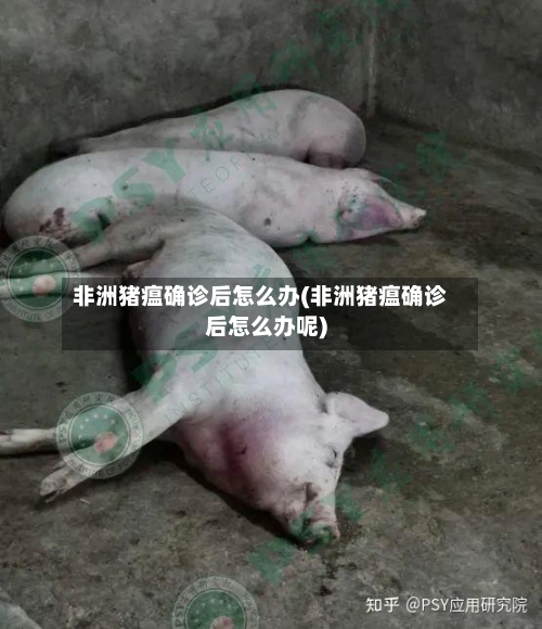 非洲猪瘟确诊后怎么办(非洲猪瘟确诊后怎么办呢)