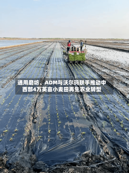 通用磨坊、ADM与沃尔玛联手推动中西部4万英亩小麦田再生农业转型