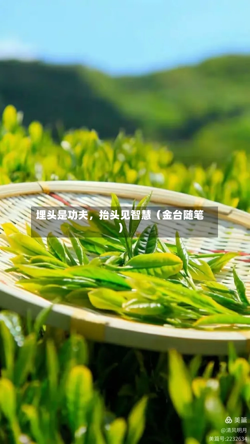 埋头是功夫，抬头见智慧（金台随笔）