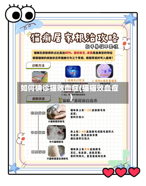 如何确诊猫败血症(猫猫败血症)