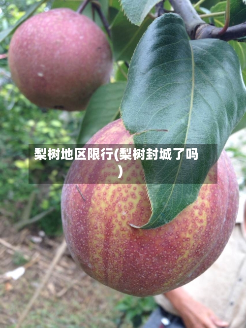 梨树地区限行(梨树封城了吗)-第3张图片